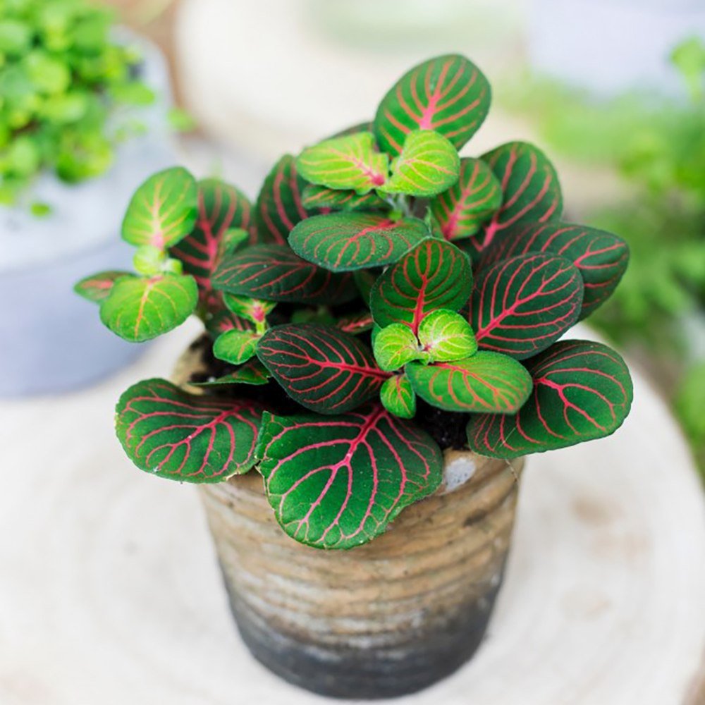 Planta cu Piele de Sarpe Fittonia Bubble Red, frunze verzi cu vene rosii