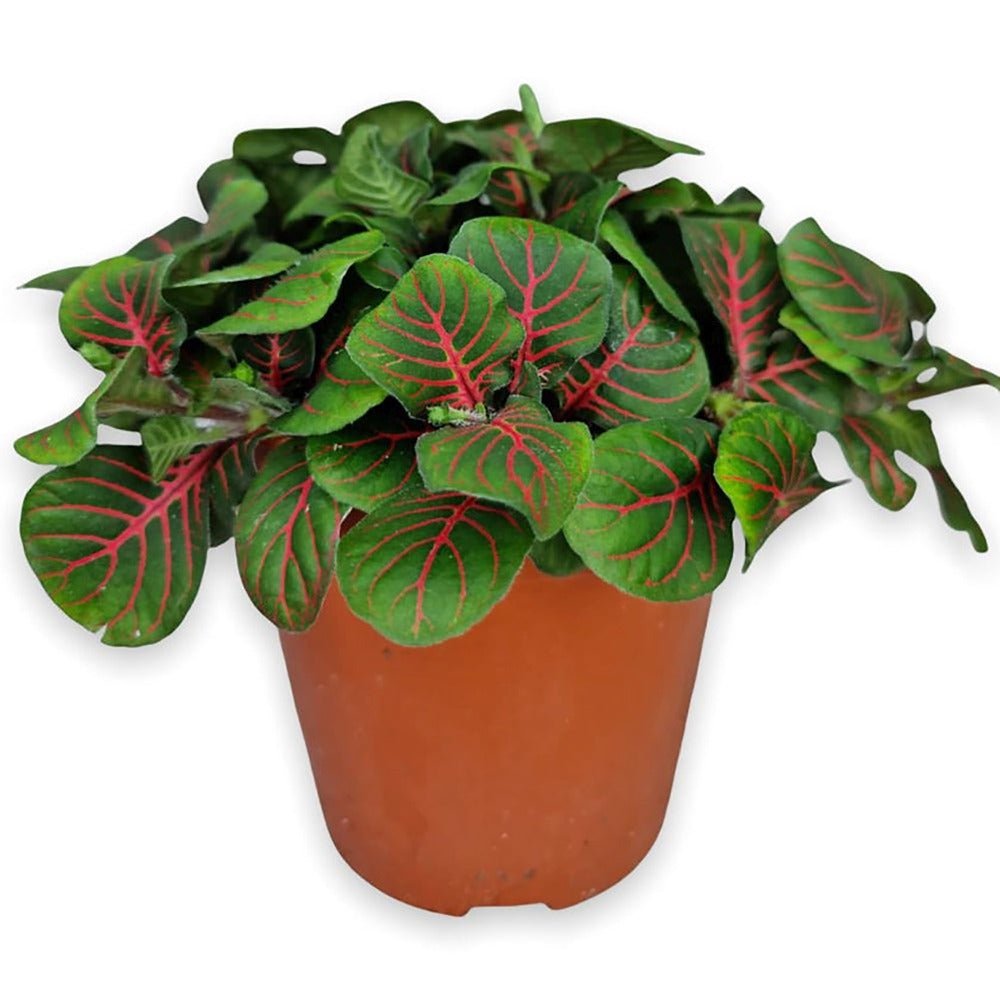 Planta cu Piele de Sarpe Fittonia Bubble Red, frunze verzi cu vene rosii