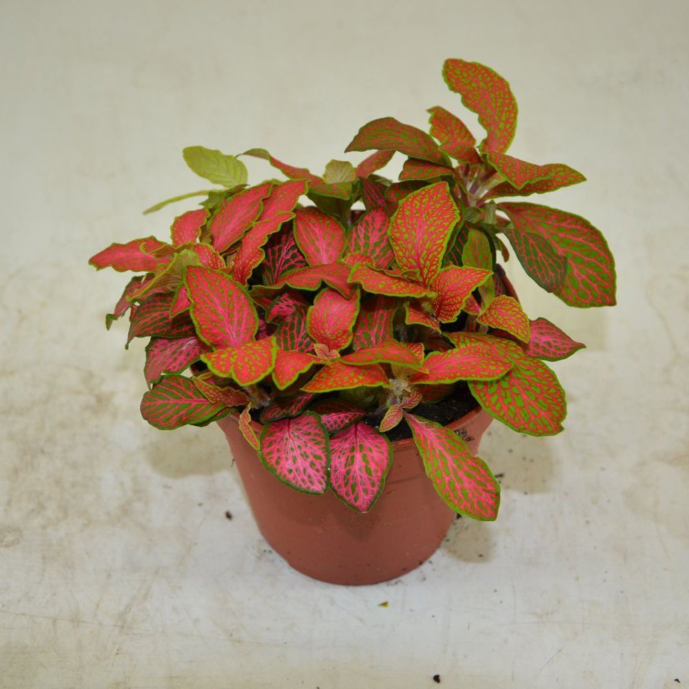 Planta cu Piele de Sarpe Fittonia Ruby Lime, frunze verzi si nervuri rosii
