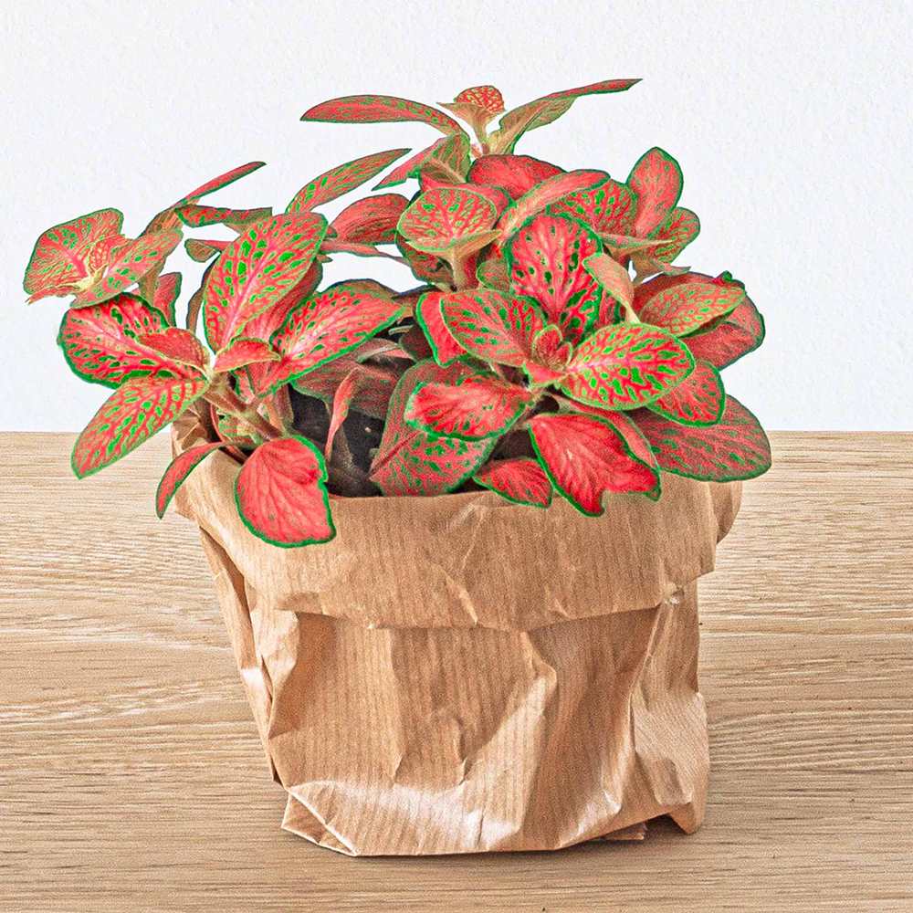 Planta cu Piele de Sarpe Fittonia Ruby Lime, frunze verzi si nervuri rosii