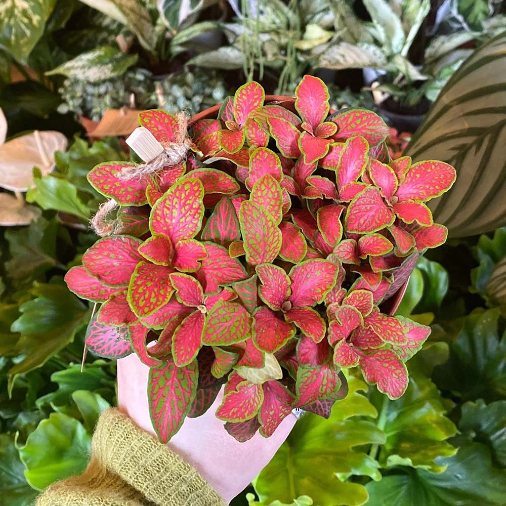 Planta cu Piele de Sarpe Fittonia Ruby Lime, frunze verzi si nervuri rosii