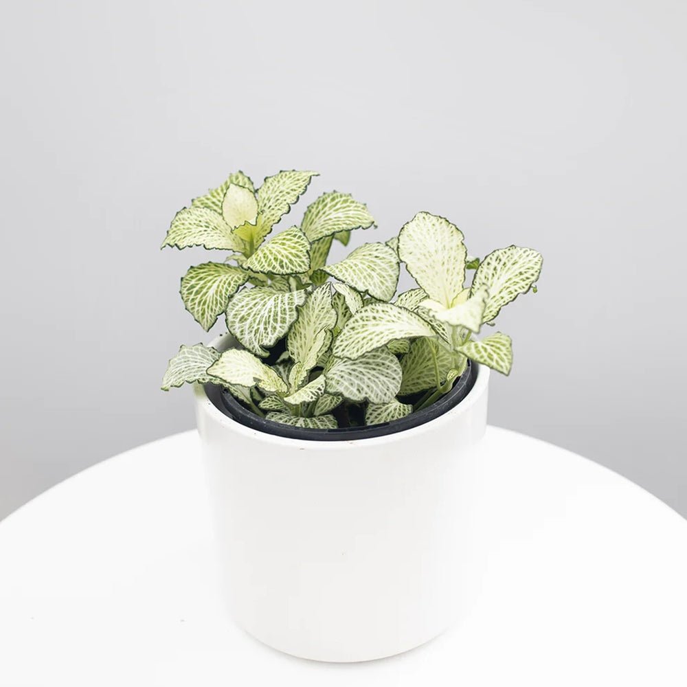 Planta cu Piele de Sarpe Fittonia White Anne, frunze verzi cu nervuri albe