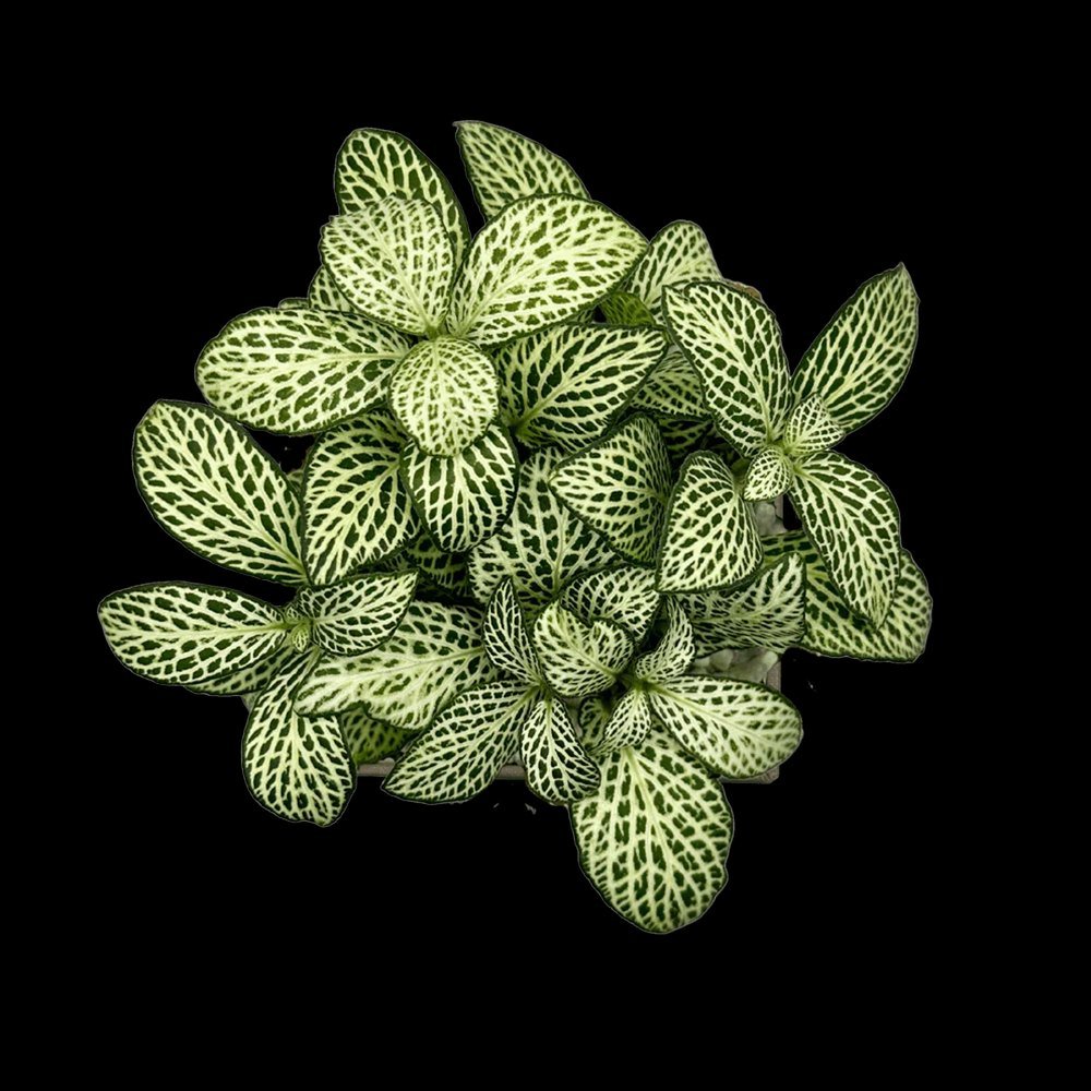 Planta cu Piele de Sarpe Fittonia White Anne, frunze verzi cu nervuri albe