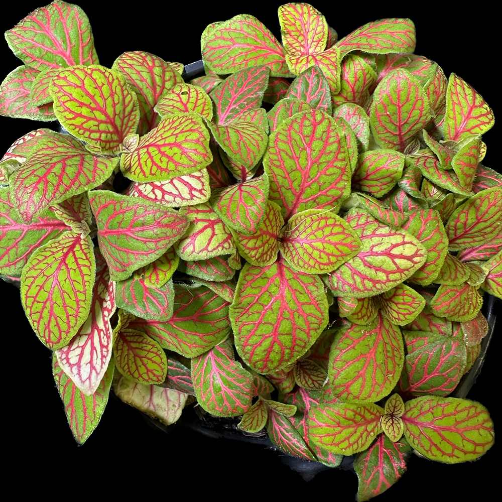 Planta cu Piele de Sarpe Fittonia Zalm Ruby Lime, cu frunze verzi si nervuri rosu-rubiniu