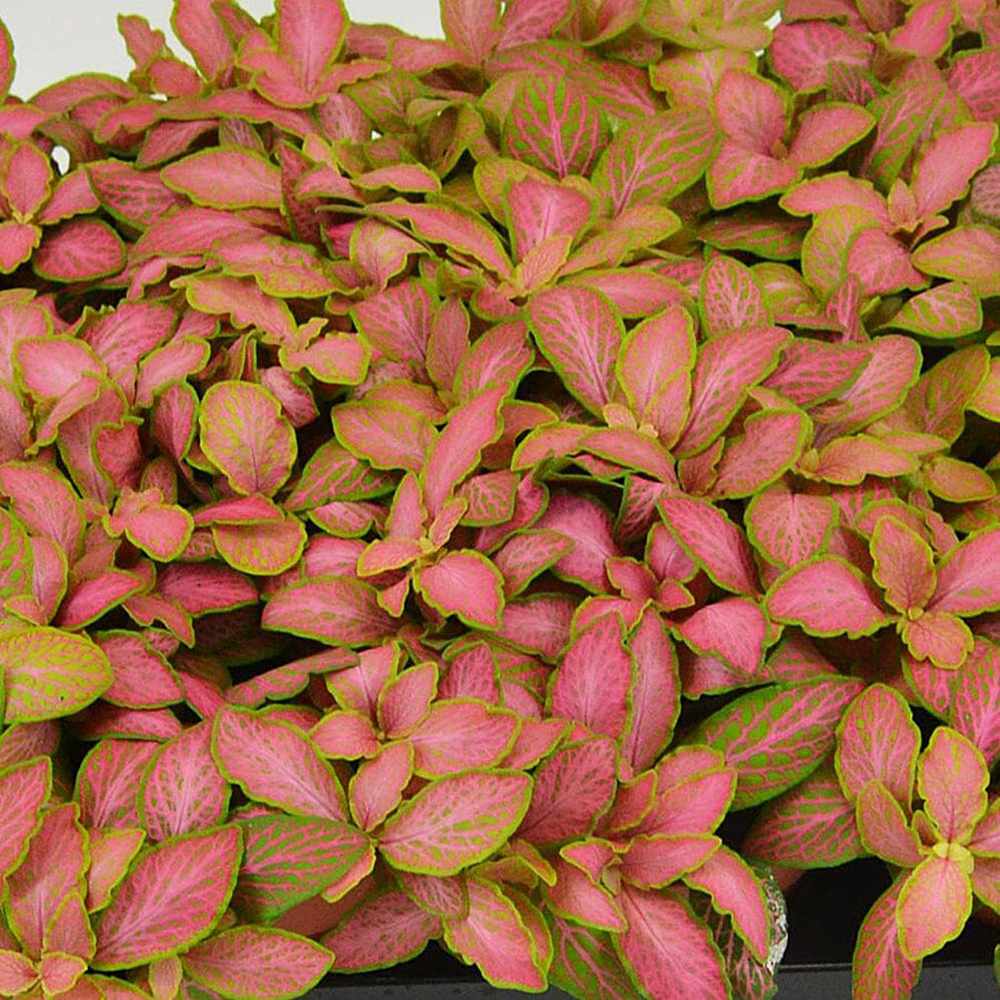 Planta cu Piele de Sarpe Fittonia Zalm Ruby Lime, cu frunze verzi si nervuri rosu-rubiniu - VERDENA-20 cm inaltime, livrat in ghiveci de 1.2 l