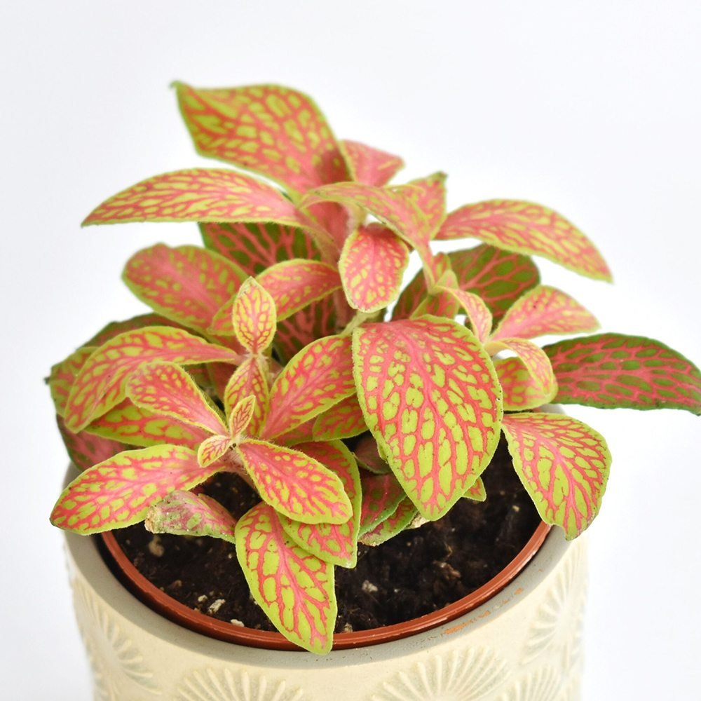 Planta cu Piele de Sarpe Fittonia Zalm Ruby Lime, cu frunze verzi si nervuri rosu-rubiniu