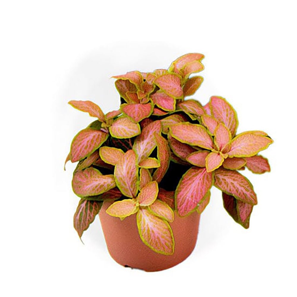 Planta cu Piele de Sarpe Fittonia Zalm Ruby Lime, cu frunze verzi si nervuri rosu-rubiniu