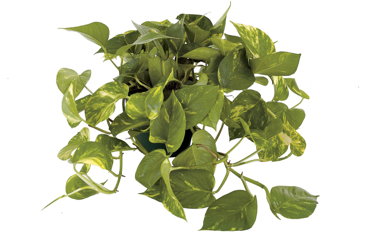 Iedera diavolului Curgatoare Epipremnum Aureum - 35-45 cm