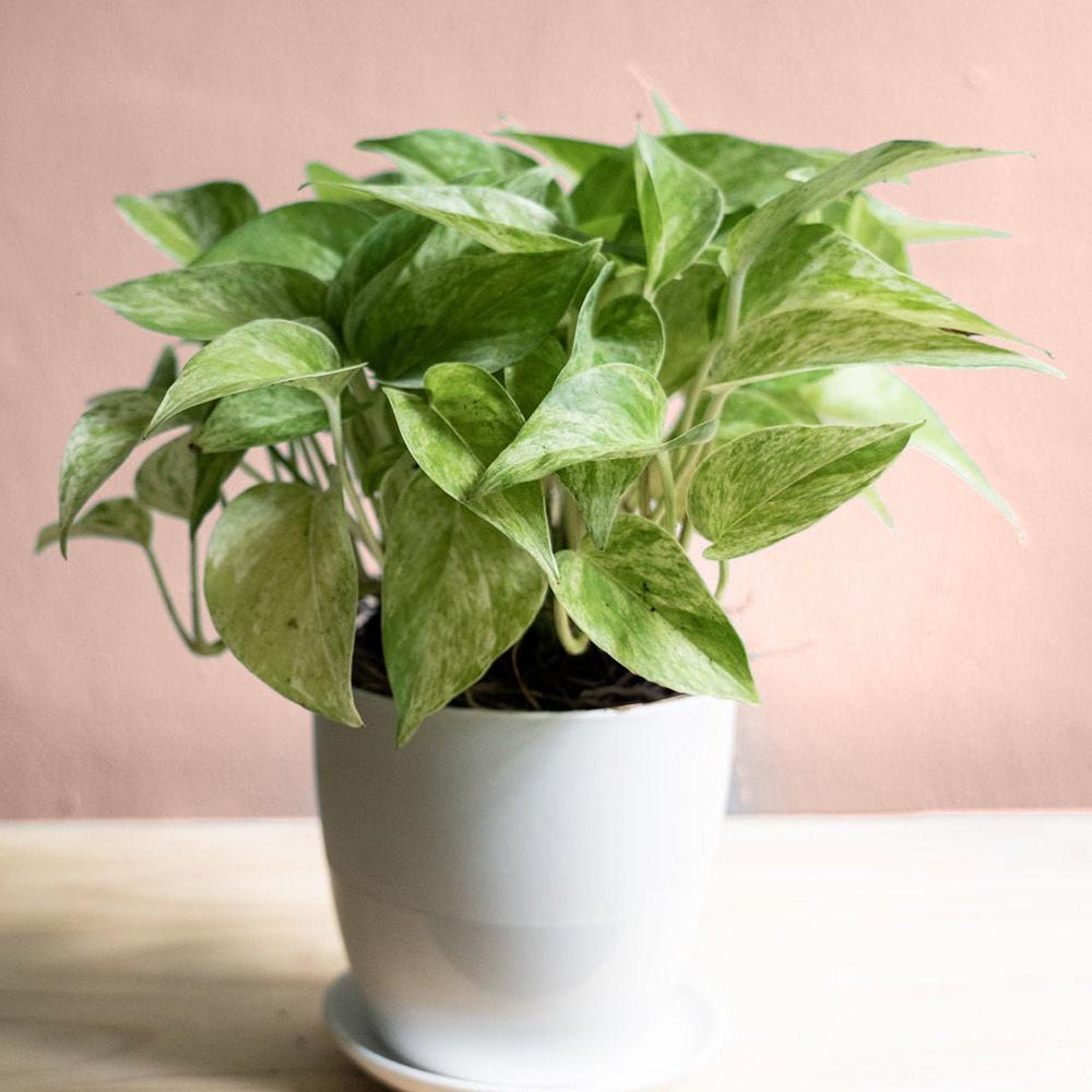 Iedera diavolului Curgatoare (Epipremnum) Marble Queen - 20 cm