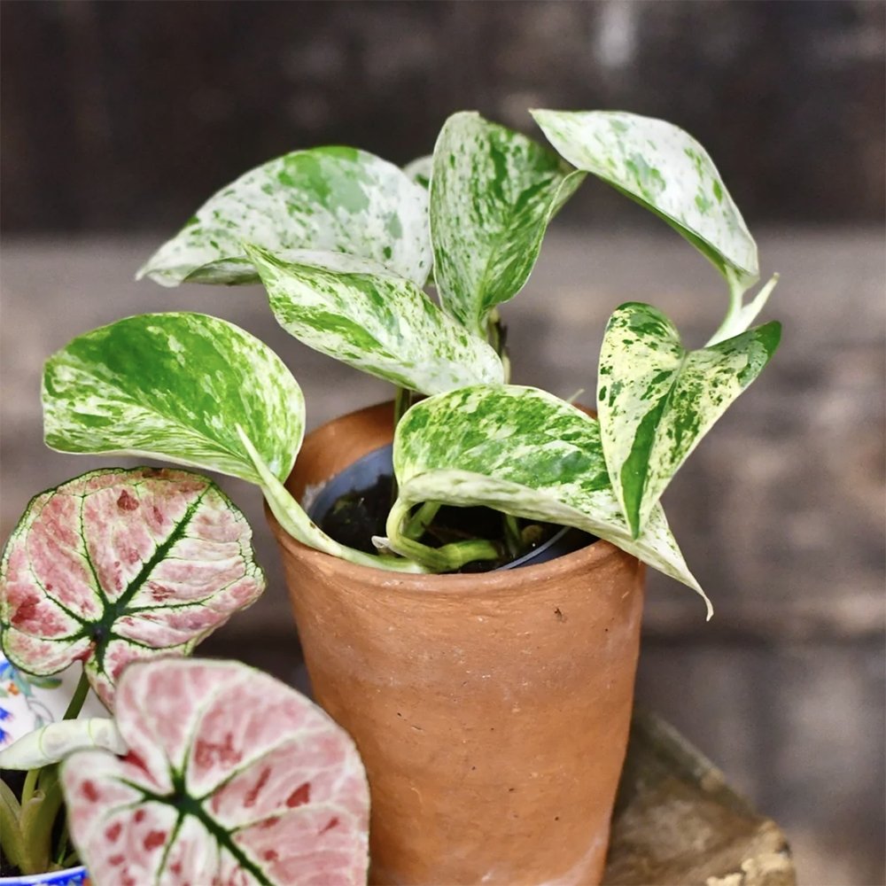 Iedera diavolului Curgatoare (Epipremnum) Marble Queen - 20 cm