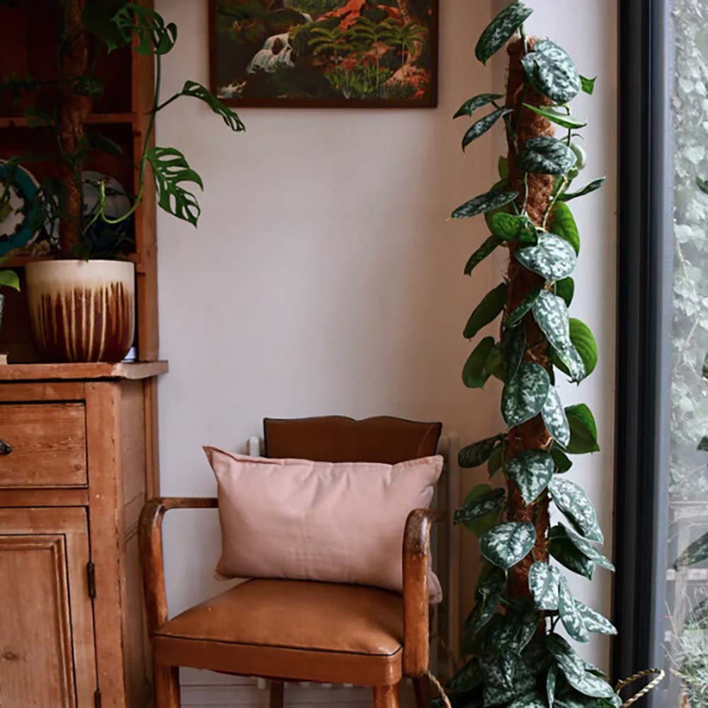 Iedera diavolului Curgatoare Epipremnum Silvery Ann - 40 cm