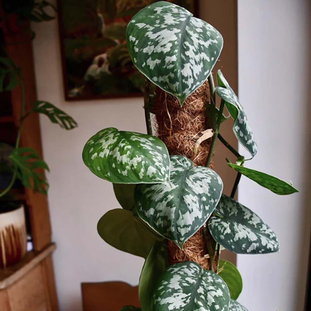 Iedera diavolului Curgatoare Epipremnum Silvery Ann - 40 cm