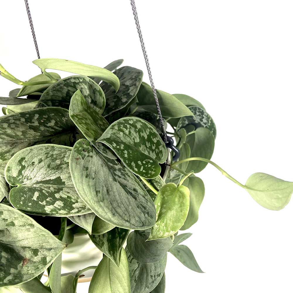 Iedera diavolului Curgatoare Epipremnum Silvery Ann - 40 cm