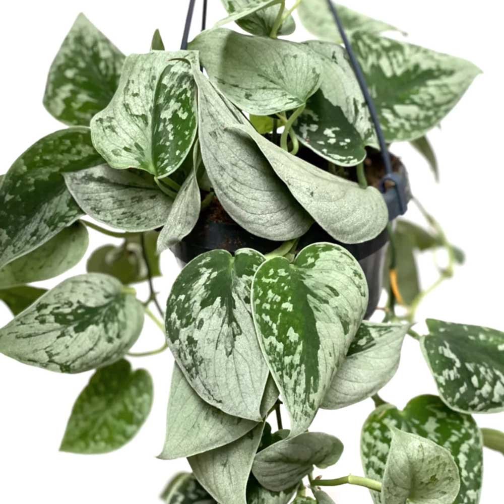 Iedera diavolului Curgatoare Epipremnum Silvery Ann - 40 cm