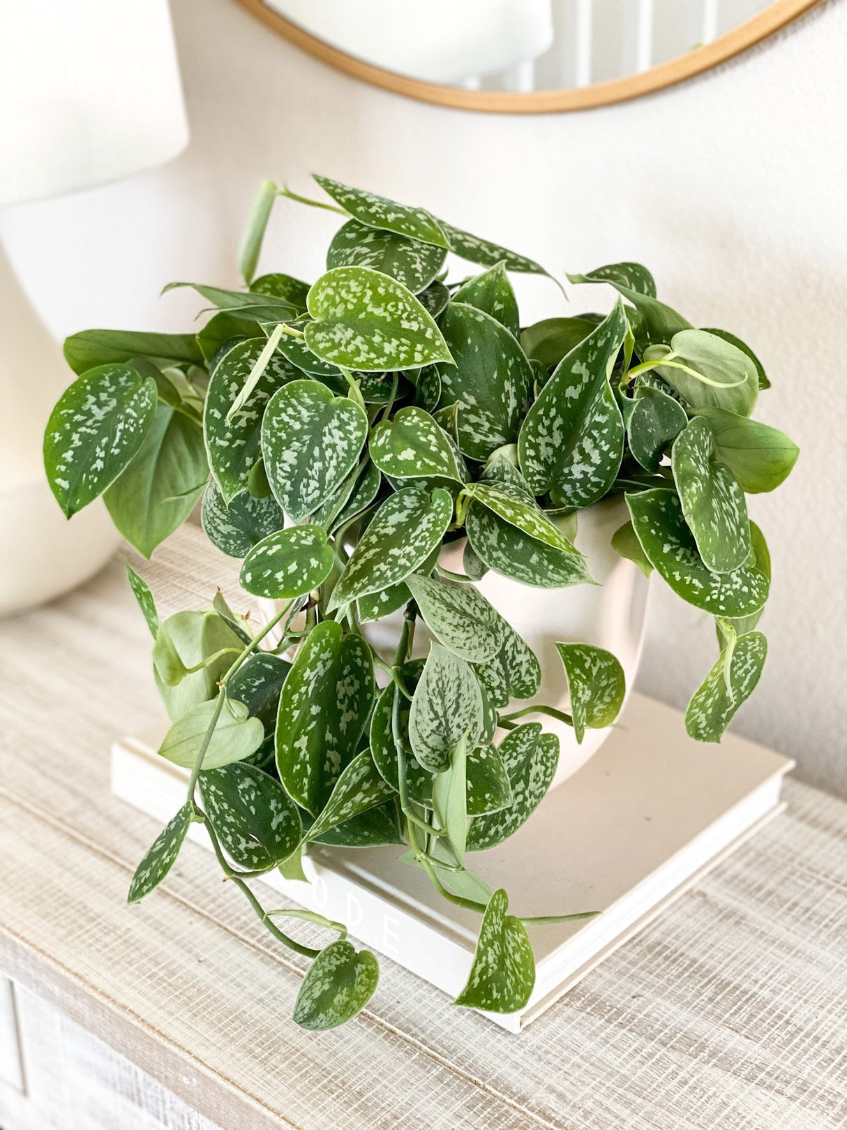 Iedera diavolului Curgatoare Epipremnum Silvery Ann - 40 cm