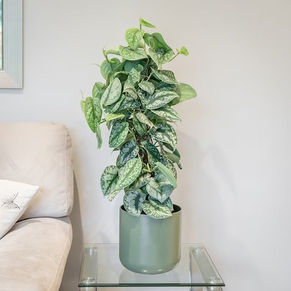 Planta Curgatoare (Scindapsus) Pictus Trebie - 25 cm