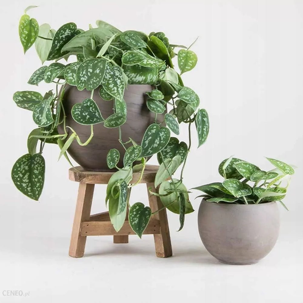 Planta Curgatoare (Scindapsus) Pictus Trebie - 40 cm