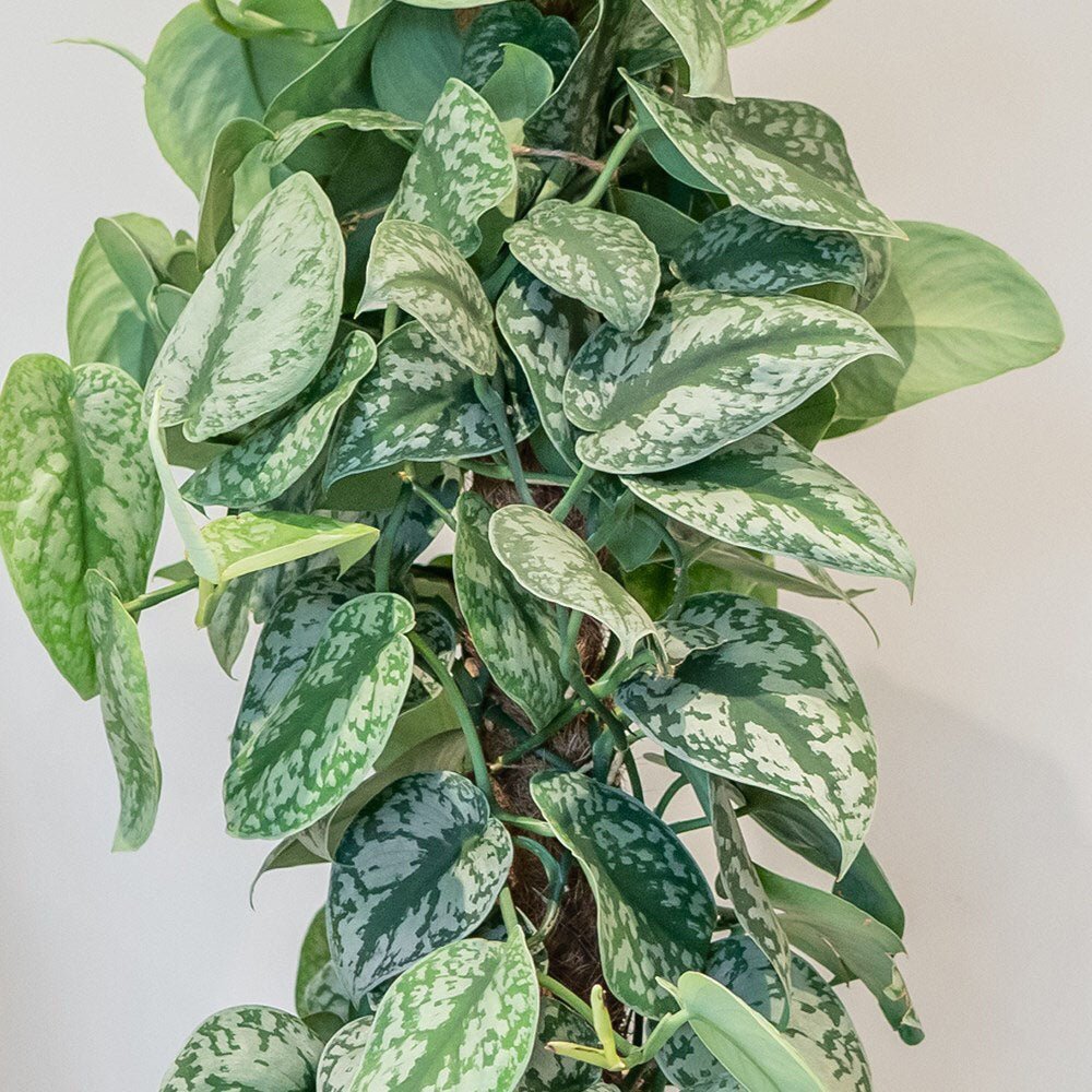 Planta Curgatoare (Scindapsus) Pictus Trebie - 40 cm