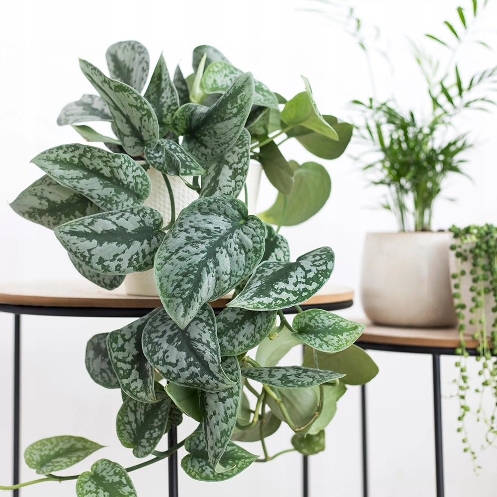 Planta Curgatoare (Scindapsus) Pictus Trebie - 40 cm