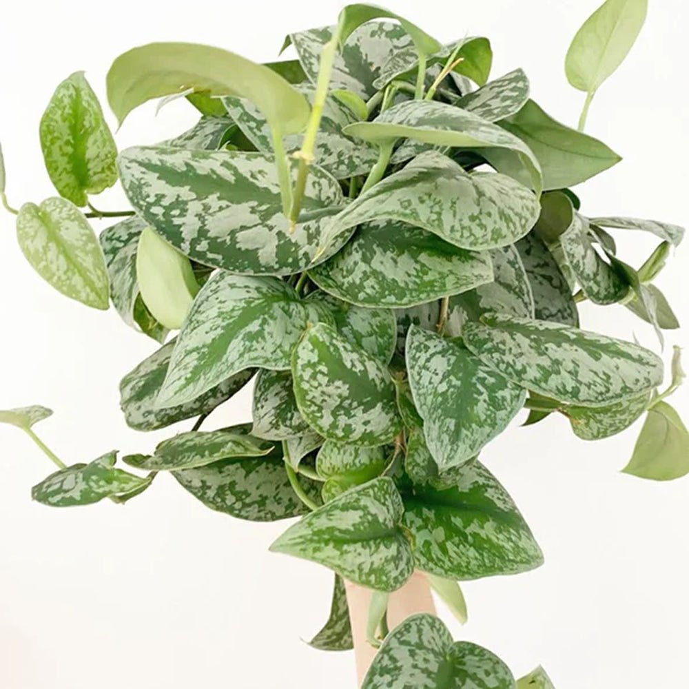 Planta Curgatoare (Scindapsus) Pictus Trebie - 40 cm