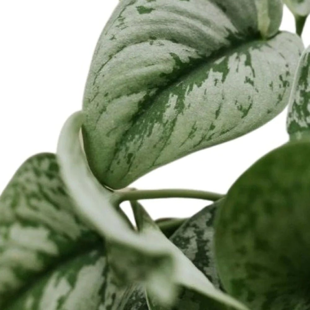 Planta Curgatoare (Scindapsus) Pictus Trebie - 40 cm