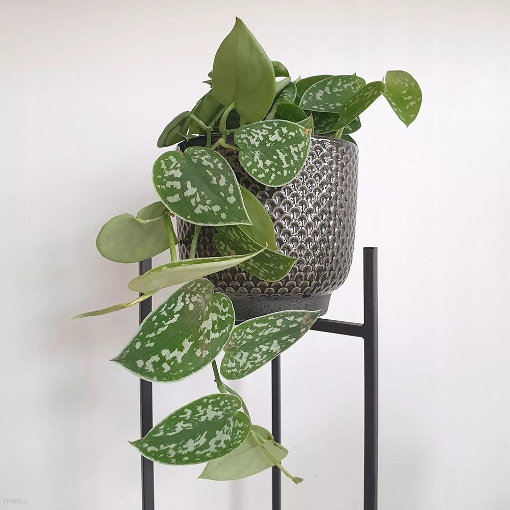 Planta Curgatoare (Scindapsus) Pictus Trebie - 40 cm