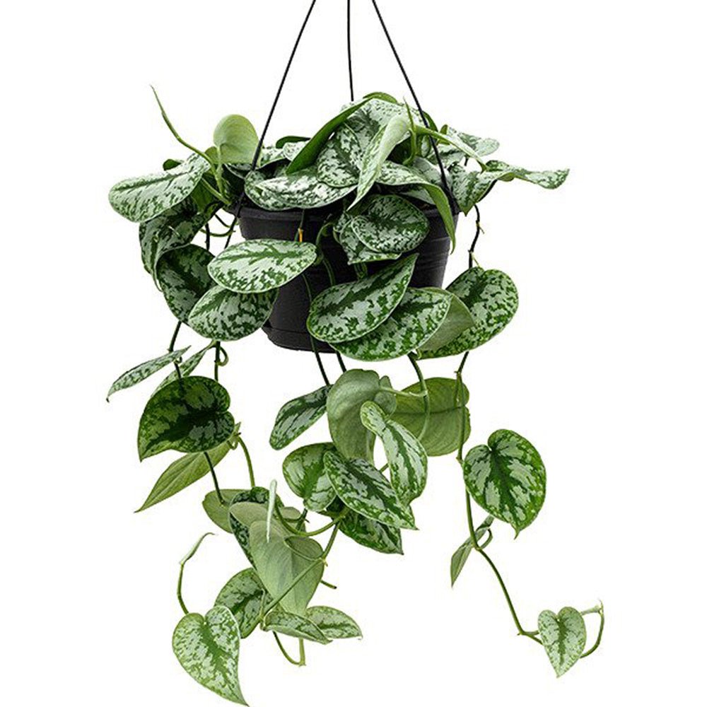 Planta Curgatoare (Scindapsus) Pictus Trebie - 40 cm