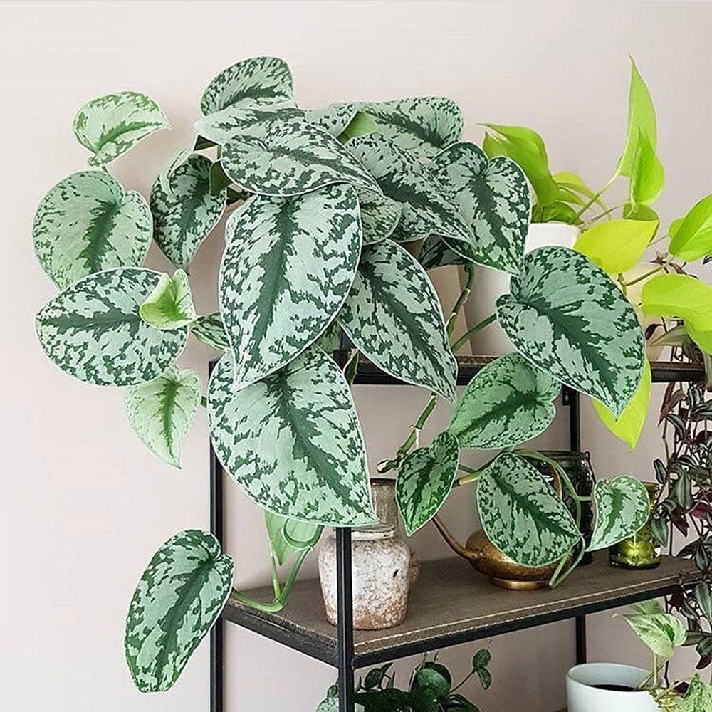 Planta Curgatoare (Scindapsus) Pictus Trebie - 40 cm