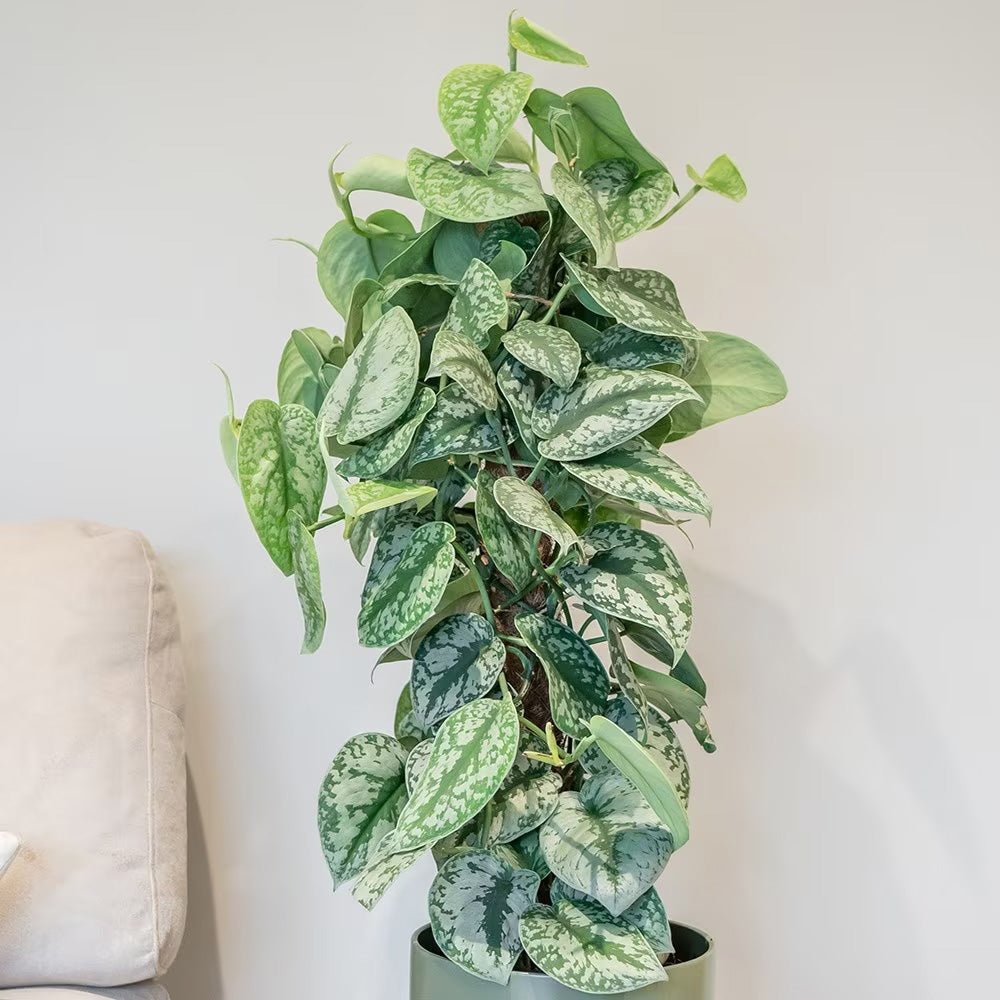 Planta Curgatoare (Scindapsus) Pictus Trebie - 40 cm