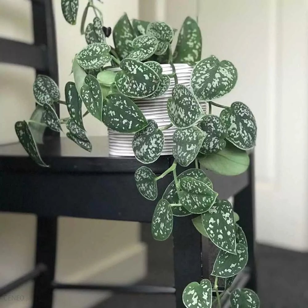 Planta Curgatoare (Scindapsus) Pictus Trebie - 40 cm