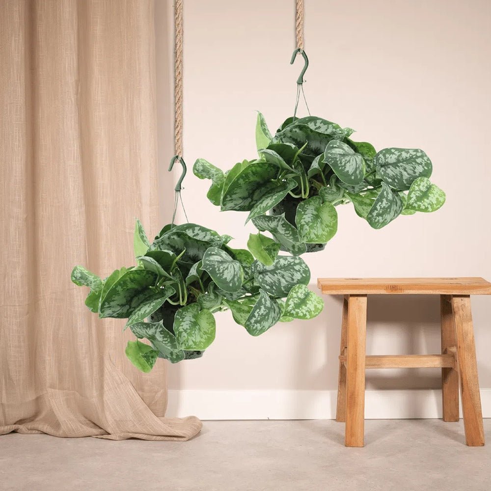 Planta Curgatoare (Scindapsus) Pictus Trebie - 40 cm