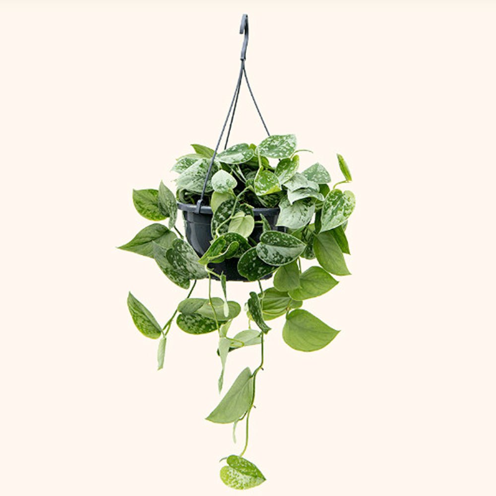 Planta Curgatoare (Scindapsus) Pictus Trebie - 50 cm