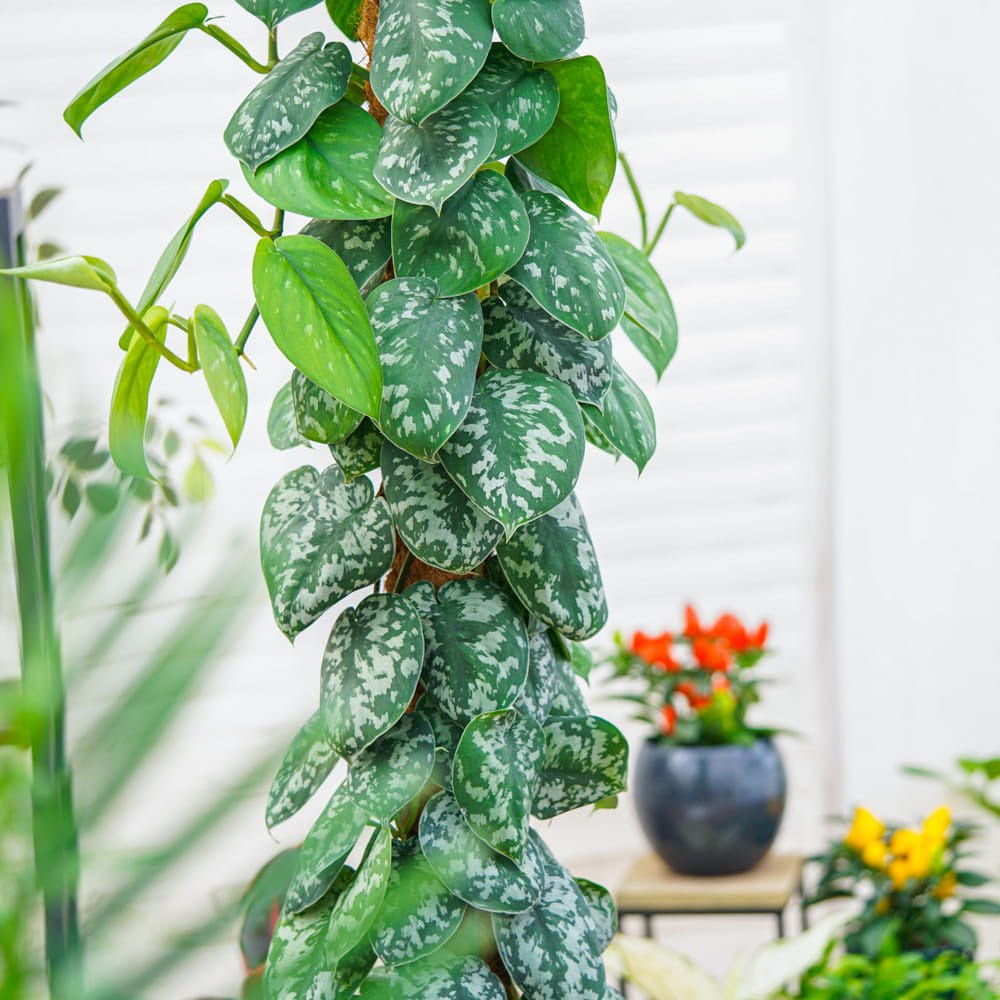 Planta Curgatoare (Scindapsus) Pictus Trebie (Cu Suport) - 120 cm