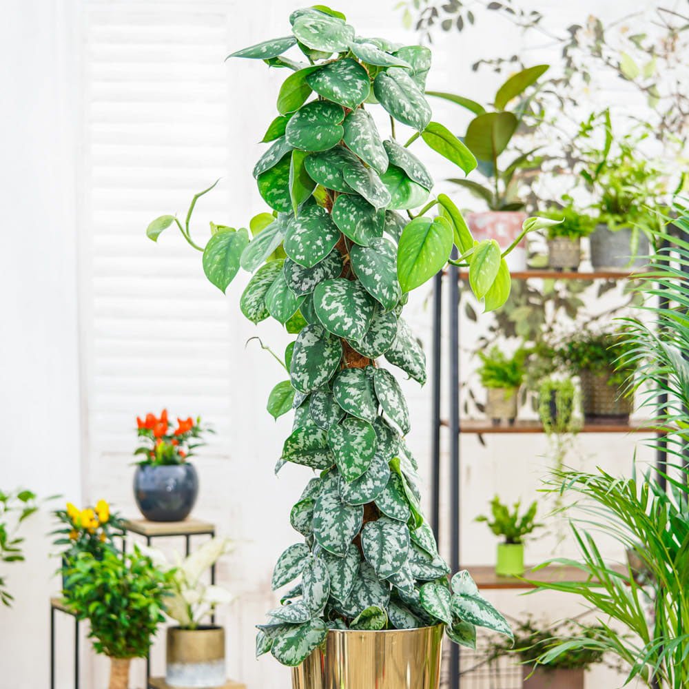 Planta Curgatoare (Scindapsus) Pictus Trebie (Cu Suport) - 120 cm