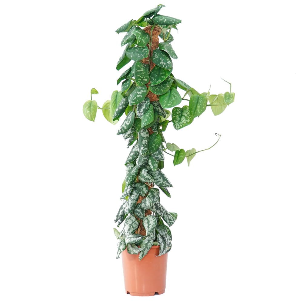 Planta Curgatoare (Scindapsus) Pictus Trebie (Cu Suport) - 120 cm