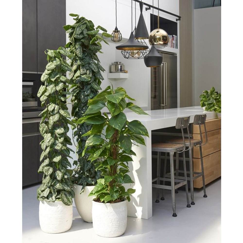 Planta Curgatoare (Scindapsus) Pictus Trebie (Cu Suport) - 160 cm