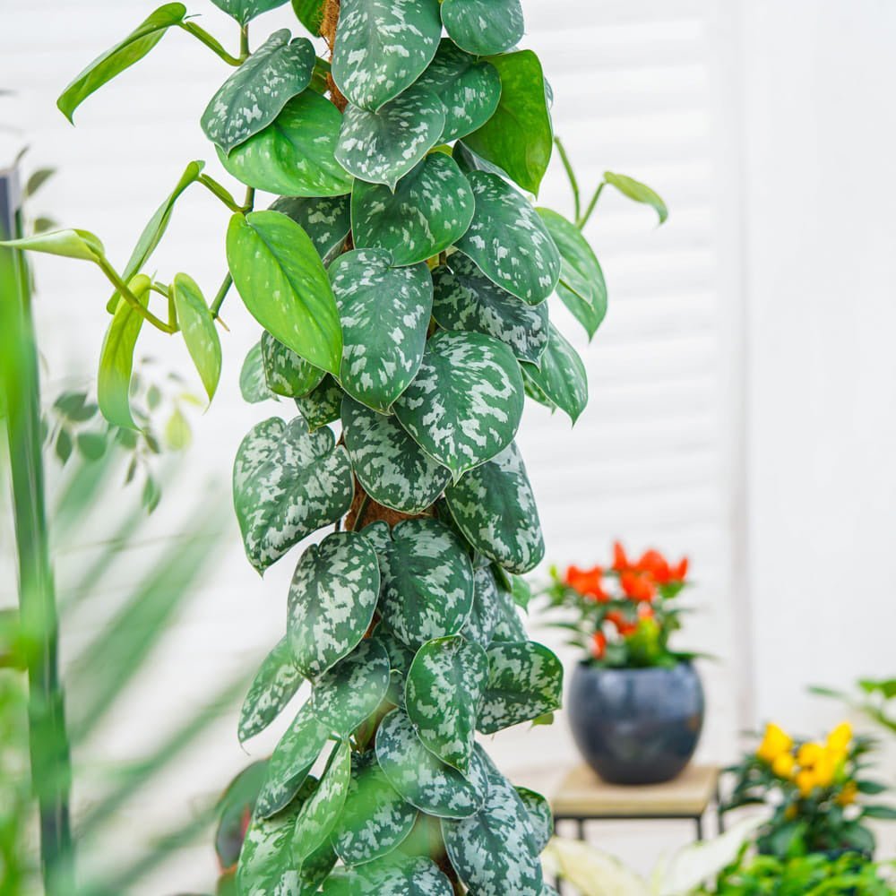 Planta Curgatoare (Scindapsus) Pictus Trebie (Cu Suport) - 160 cm