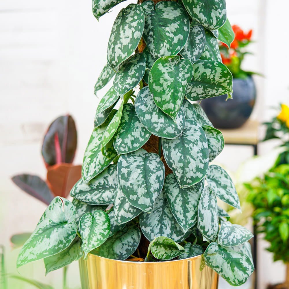 Planta Curgatoare (Scindapsus) Pictus Trebie (Cu Suport) - 160 cm