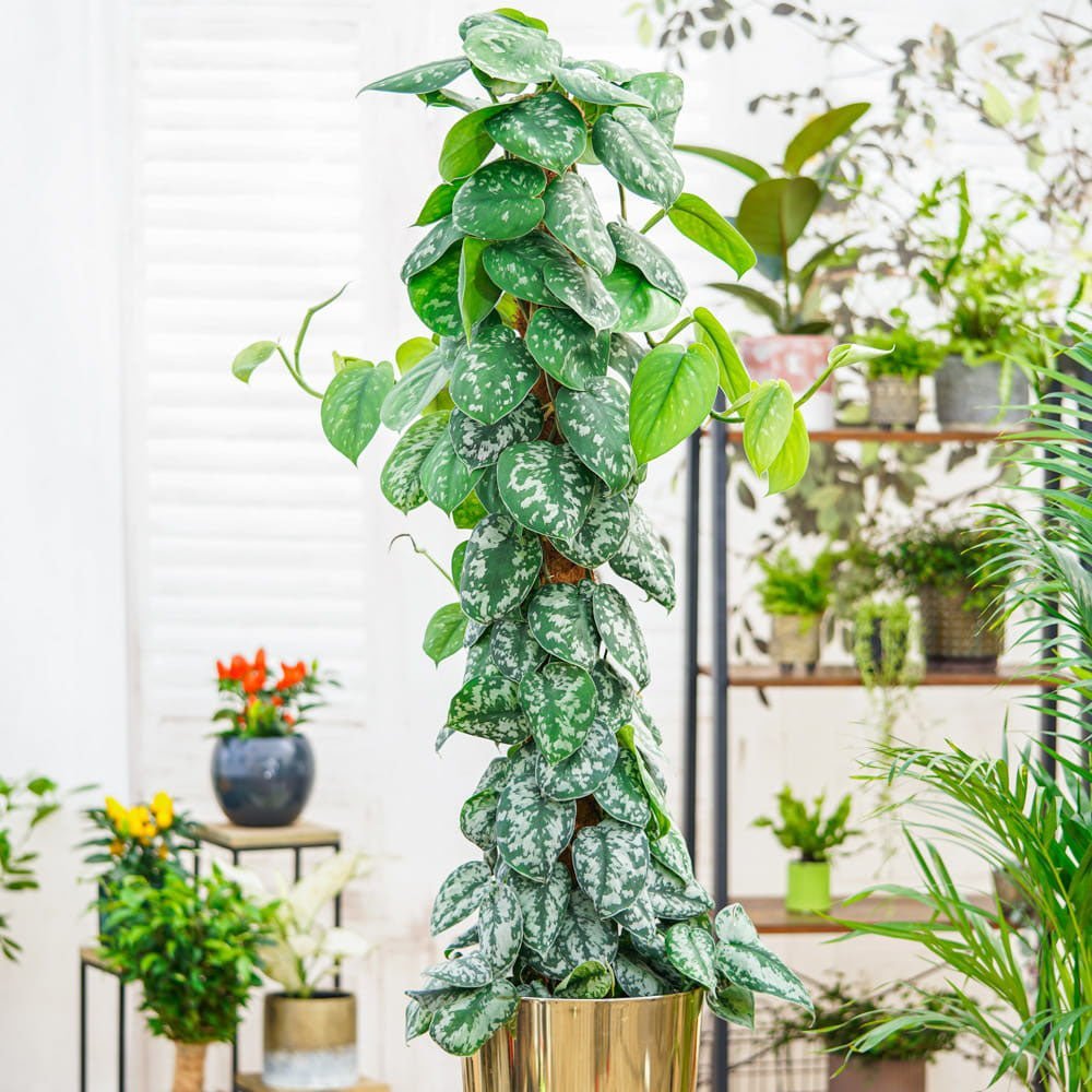 Planta Curgatoare (Scindapsus) Pictus Trebie (Cu Suport) - 160 cm