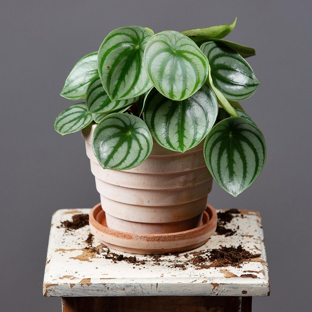 Planta de Cauciuc (Peperomia Argyreia) - 20 cm