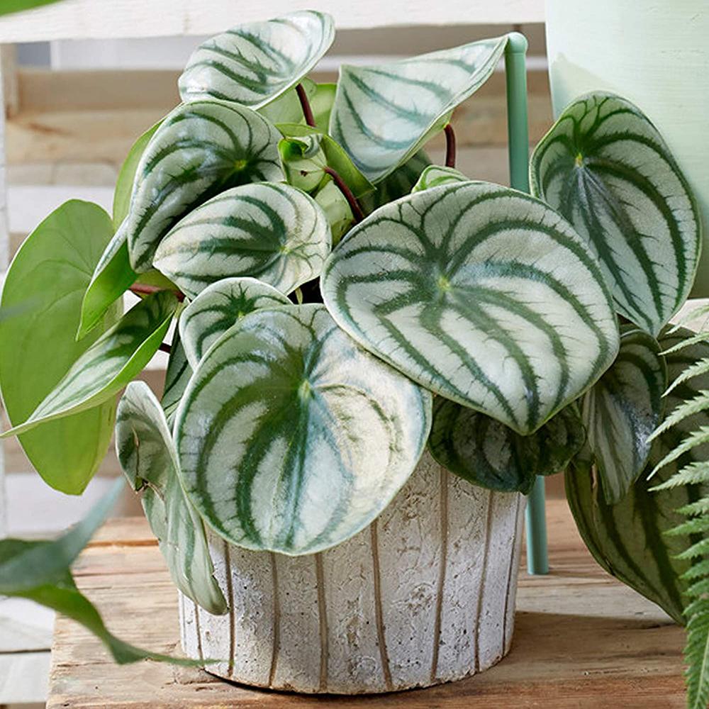 Planta de Cauciuc (Peperomia Argyreia) - 20 cm