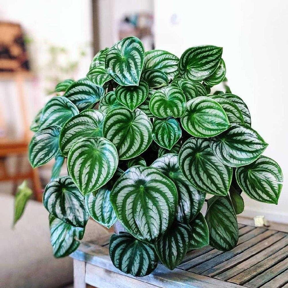 Planta de Cauciuc (Peperomia Argyreia) - 20 cm
