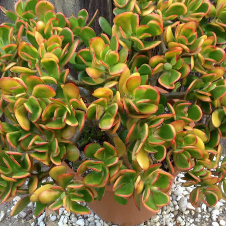 Planta de jad ( Crassula ovata Sunset ) - 21 cm - VERDENA-21 cm la livrare in ghiveci de Ø 15 cm
