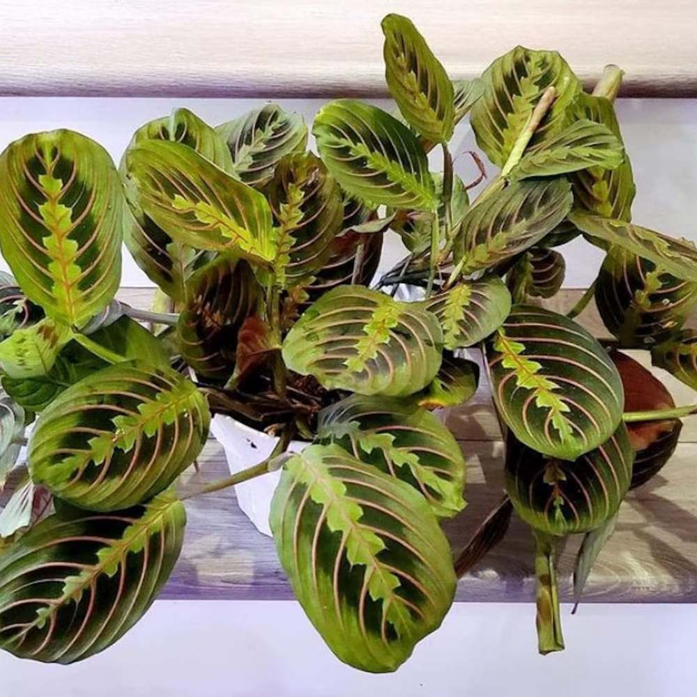 Planta Care se Roaga Tricolor (Maranta) Fascinator - 35-40 cm