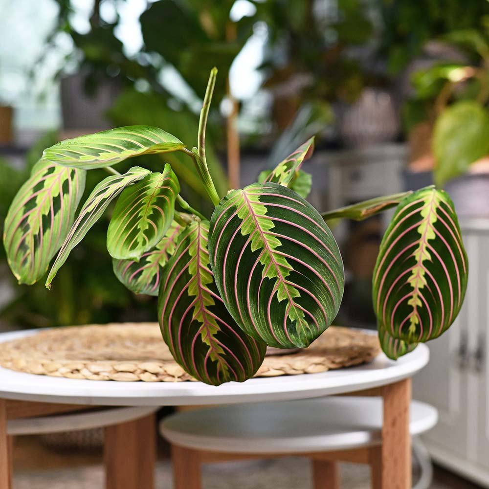 Planta Care se Roaga Tricolor (Maranta) Fascinator - 40 cm