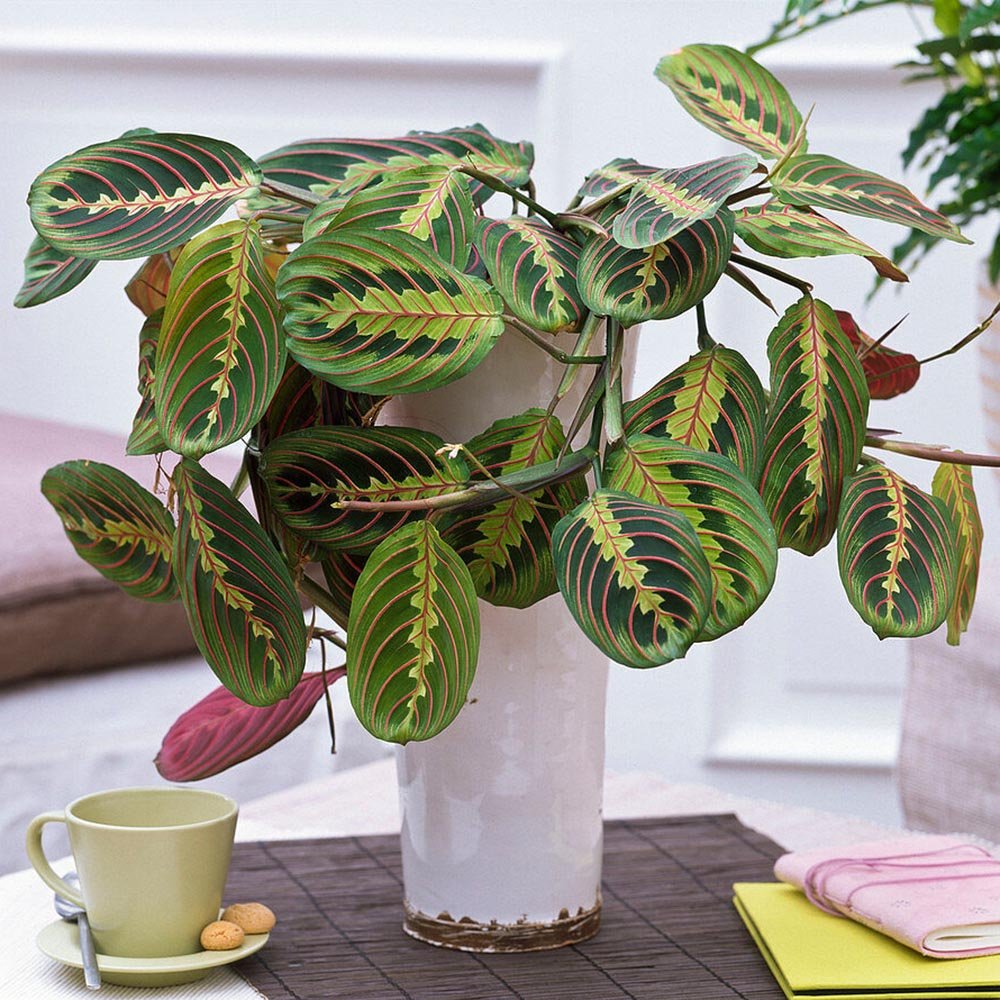 Planta Care se Roaga Tricolor (Maranta) Fascinator - 40 cm