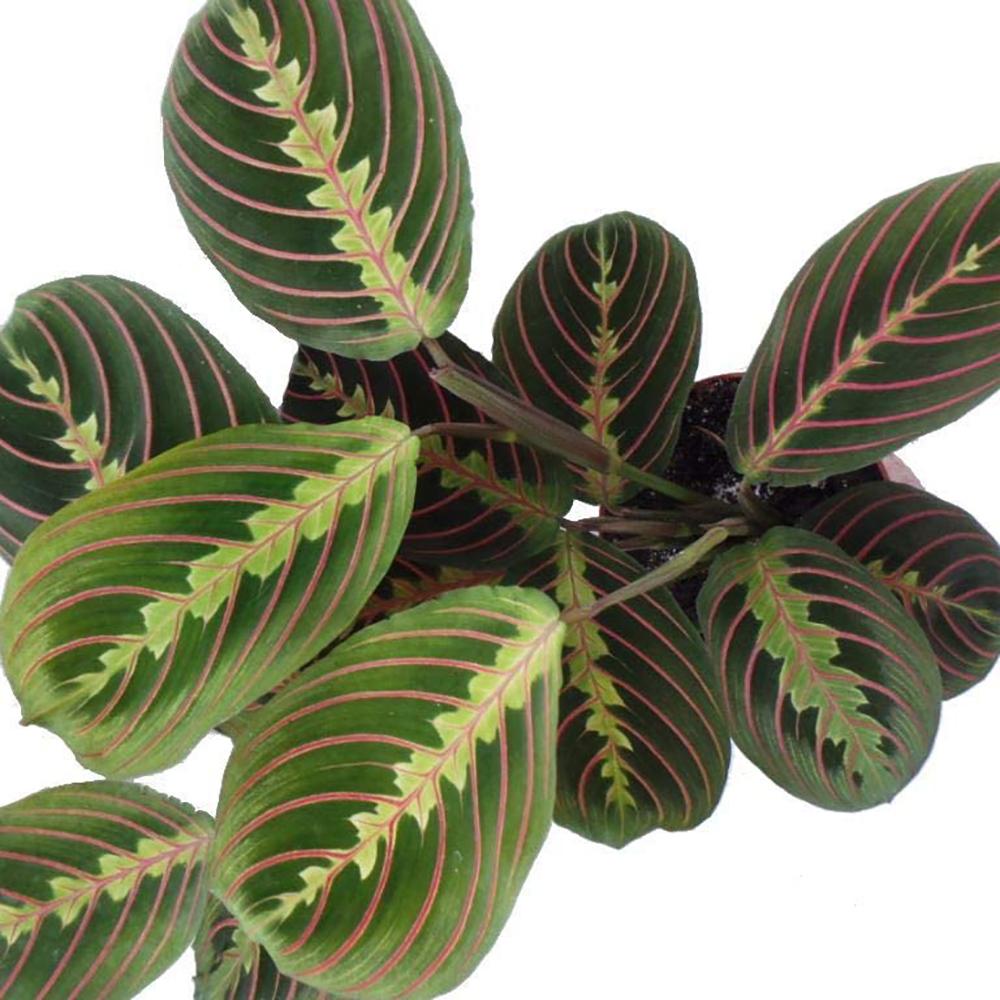 Planta Care se Roaga Tricolor (Maranta) Fascinator - 40 cm