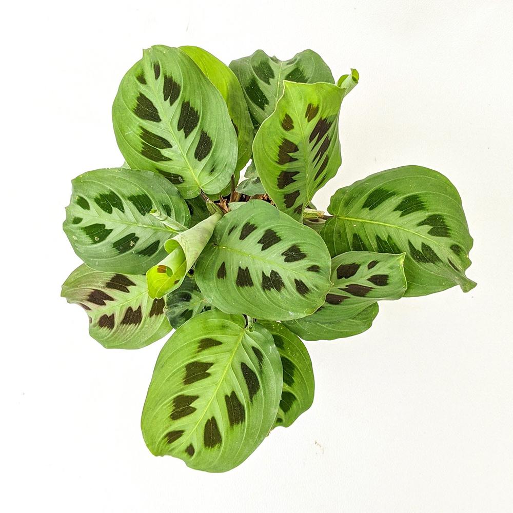 Planta Care se Roaga (Maranta) Kerchoveana - 30 cm