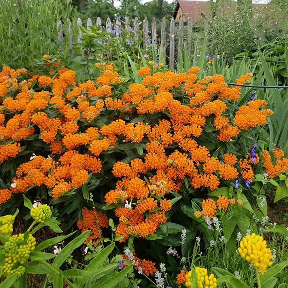 Planta Fluturilor (Asclepias tuberosa), cu flori portocalii vii