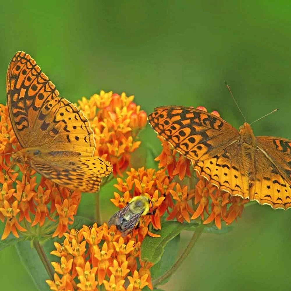Planta Fluturilor (Asclepias tuberosa), cu flori portocalii vii